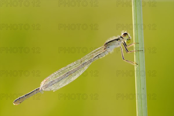 Common winter damselflies
