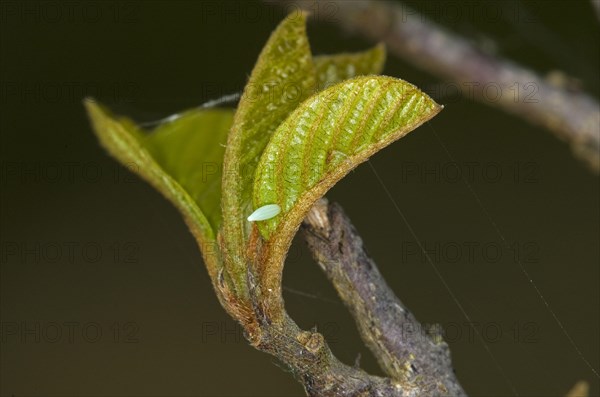 Brimstone