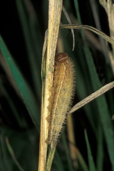 Ringlet