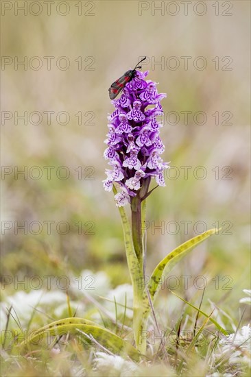 Six-spot burnet