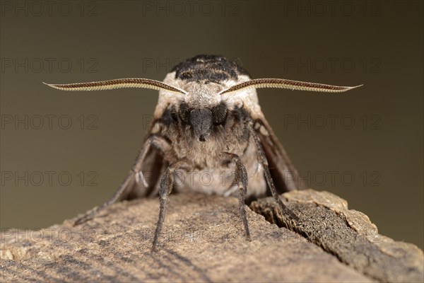 Privet Hawkmoth