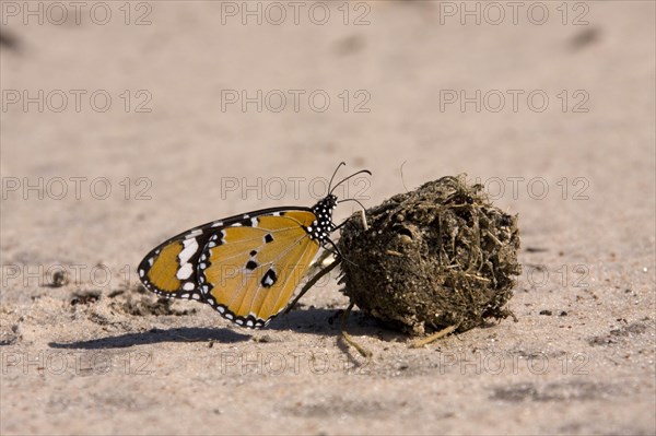 Small Monarch