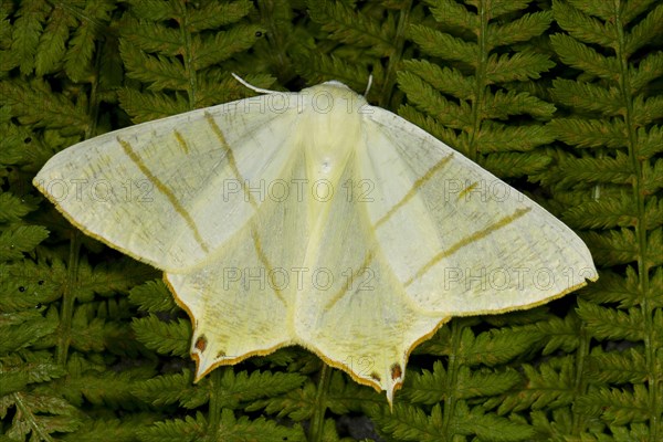 Elder moth