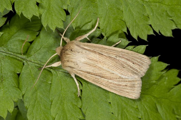 Smoky wainscot