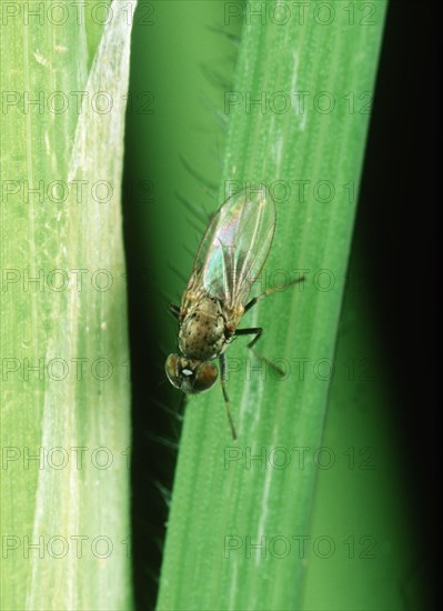 Rice whorl maggot fly