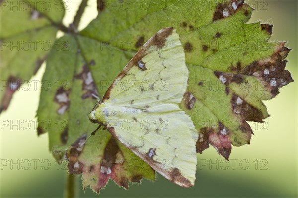 Yellow moth