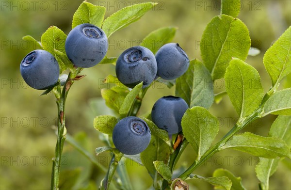 Bilberry