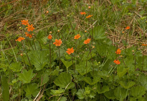 Scarlet scarlet avens