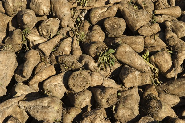 Harvest of sugar beet