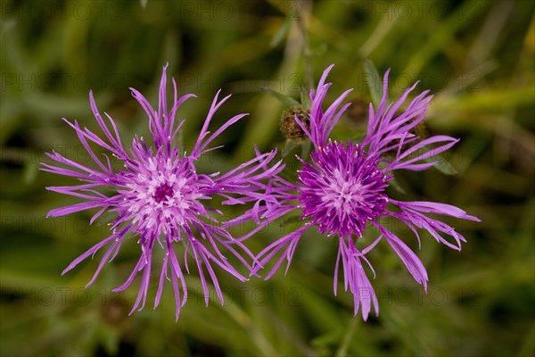 Lesser knapweed