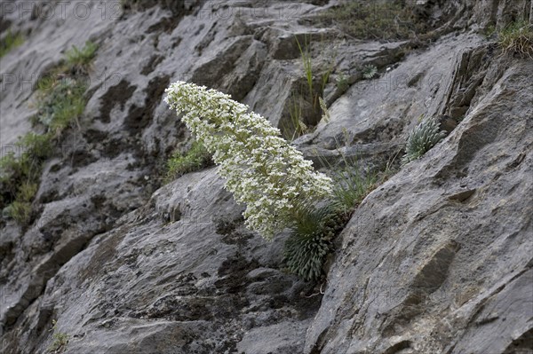 Pyrenean saxifrage