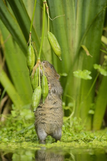 European water vole