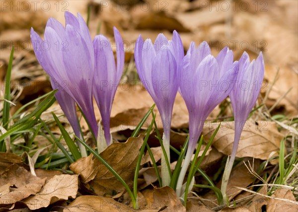 Spring crocus