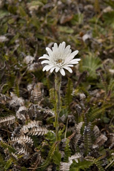 (Compositae), Vanilla Daisy Leucheria suaveolens, Falkland Islands, South America