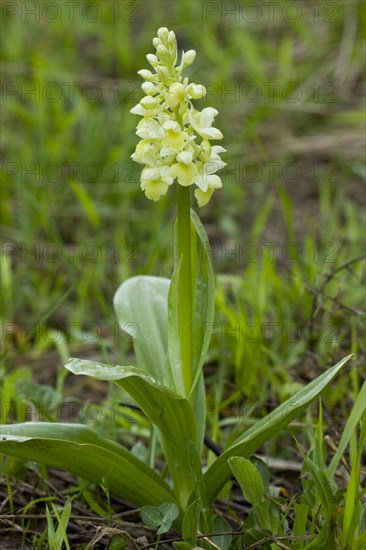 Pale flowering pale-flowered orchid