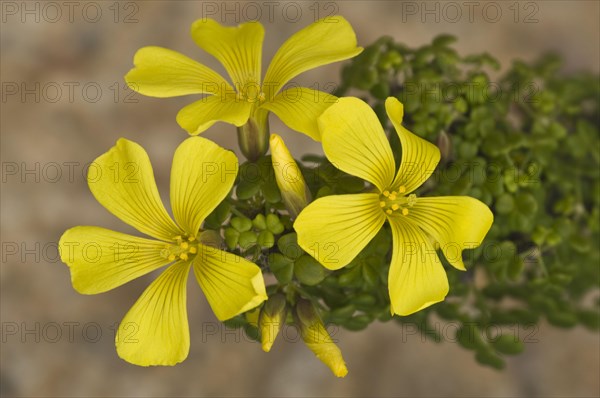 Giant Oxalis