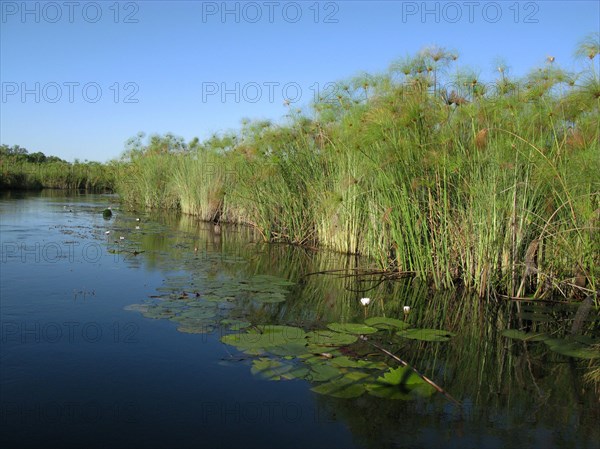 Papyrus growing on the edge of water channels