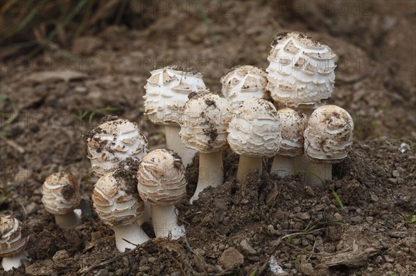 Shaggy shaggy parasol