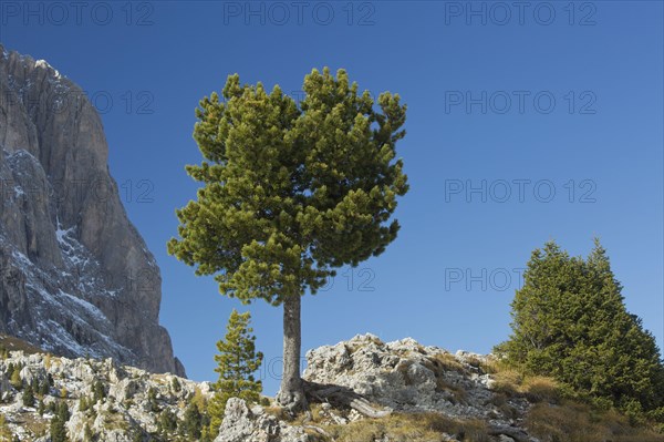 Arolla Pine