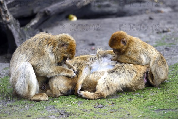 Barbary macaque