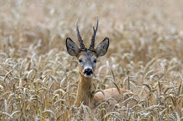 European european roe deer