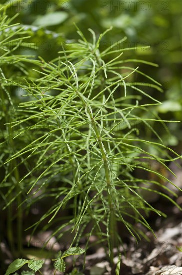 Field Horsetail