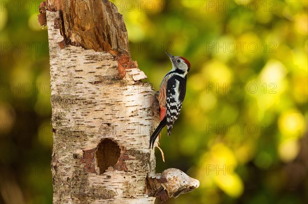 Middle Spotted Woodpecker