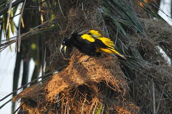 Yellow-backed Oropendola