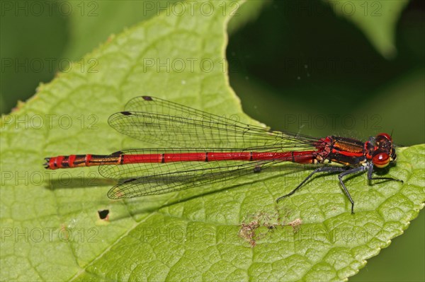 Large Red Damselfly