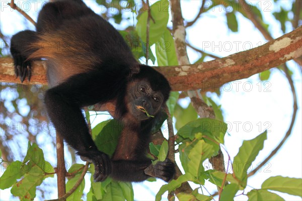 Mantled howler monkey