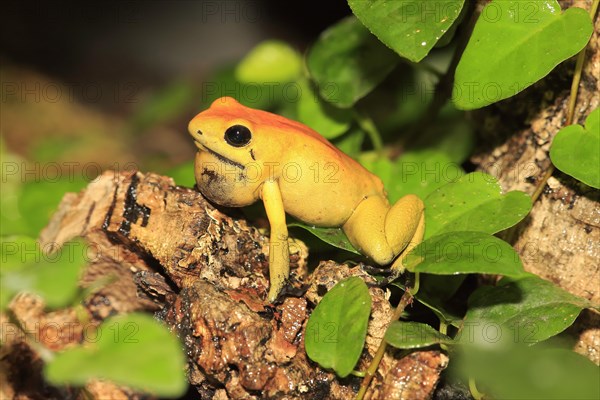 Black-legged poison dart frog