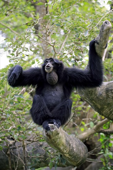 Siamang