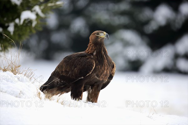 Golden eagle