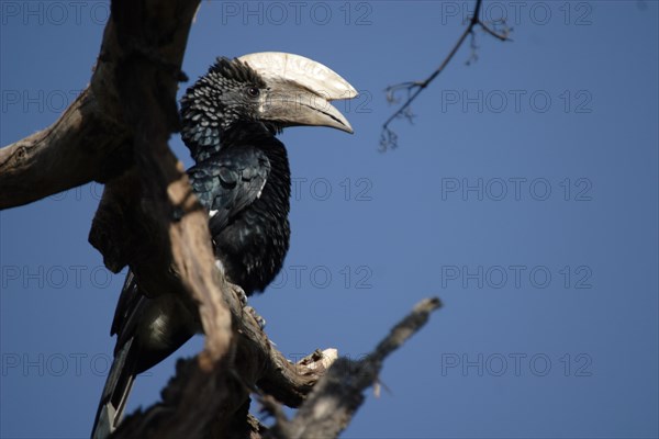 Silver-cheeked Hornbill