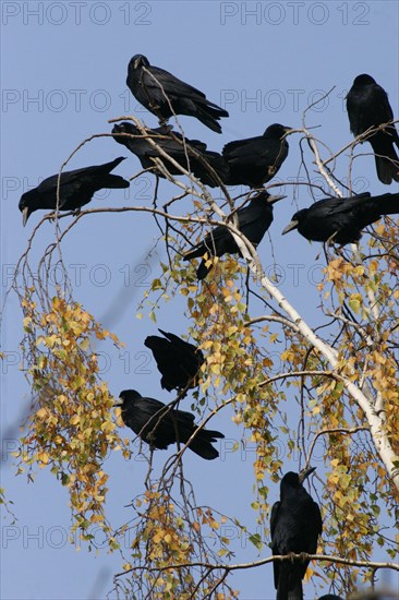 Crows