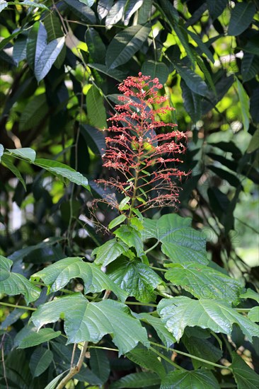 Pagoda Flower