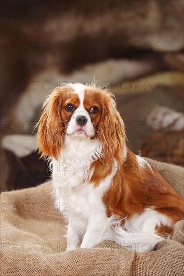 Cavalier King Charles Spaniel