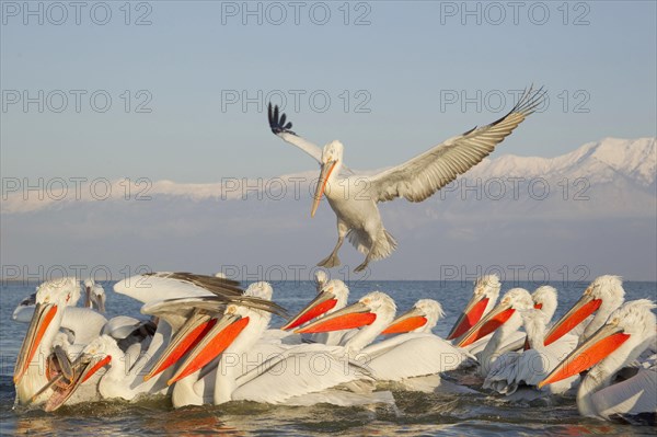 Adult dalmatian pelican