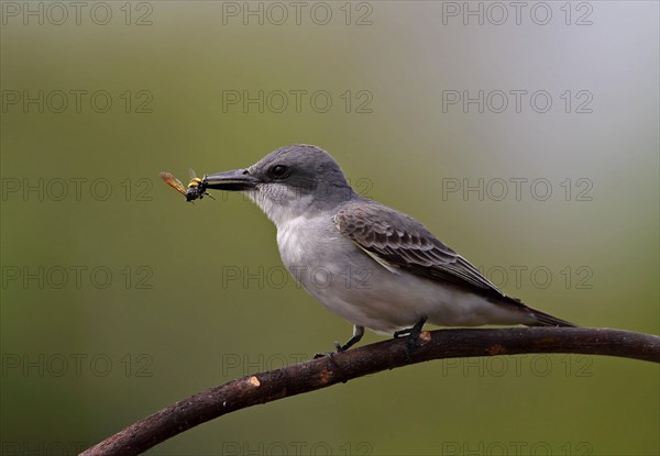 Grey Kingbird