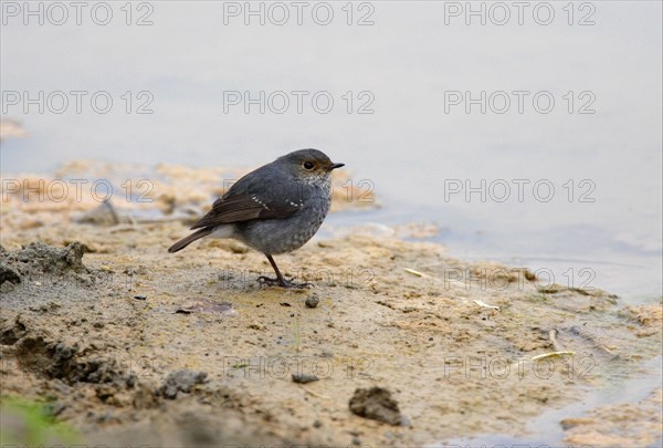 Plumbeous Water-redstart