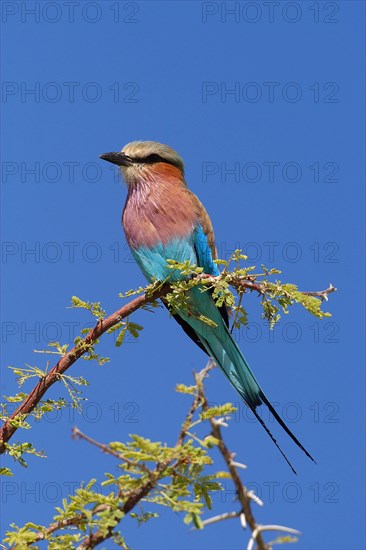 Lilac breasted roller