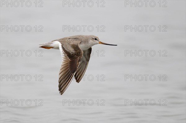 Terek sandpiper