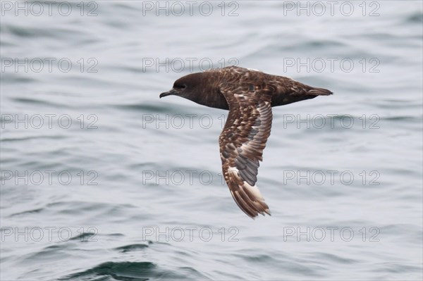 Short-tailed shearwater