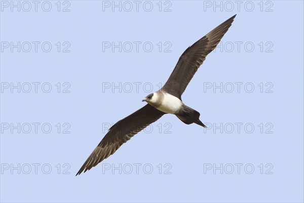 Arctic skuas