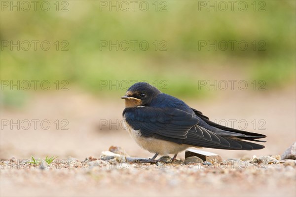 Barn Swallow