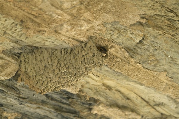 Red-rumped swallow