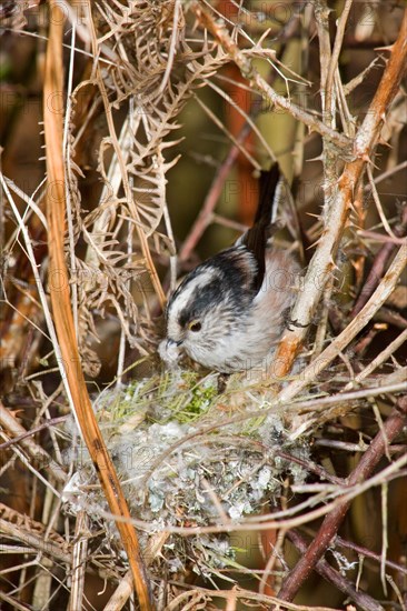 Long-tailed tit