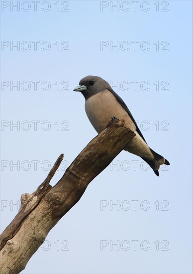 Ashy Woodswallow