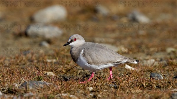 Magellanic Plover