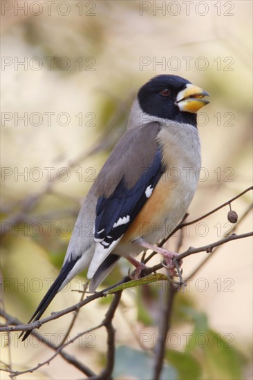 Coccothraustes migratorius